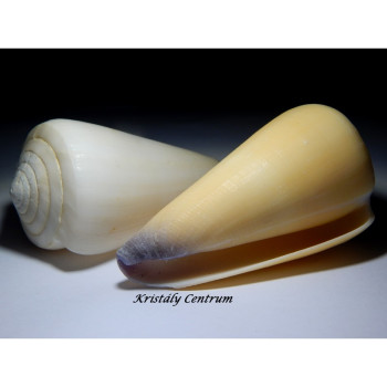 Conus virgo kúpcsiga