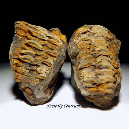 Trilobita háromkaréjú ősrák kövület Trilobita háromkaréjú ősrák kövület