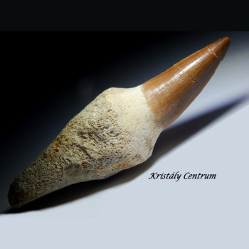 Mosasaurus fog Mosasaurus fog