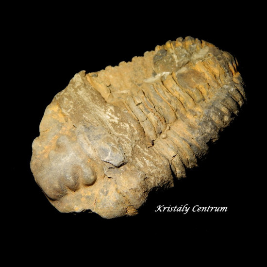 Trilobita háromkaréjú ősrák kövület Trilobita háromkaréjú ősrák kövület